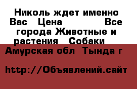 Николь ждет именно Вас › Цена ­ 25 000 - Все города Животные и растения » Собаки   . Амурская обл.,Тында г.